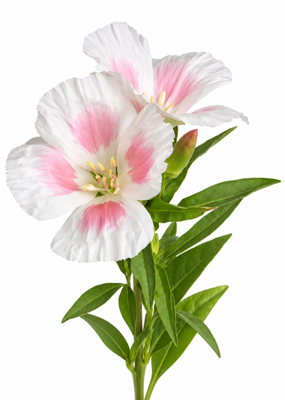 Godetia Grace Shell Pink F1 | Clarkia amoena 