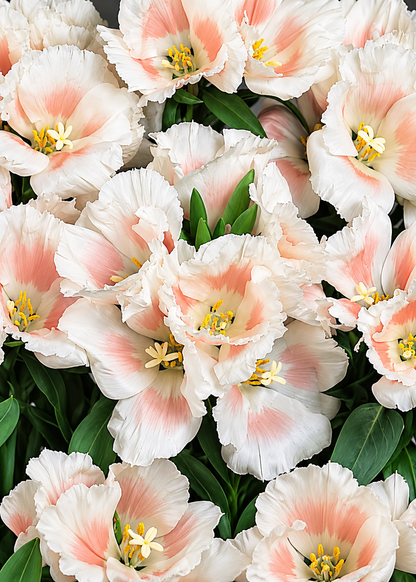 Godetia Grace Shell Pink F1 | Clarkia amoena 