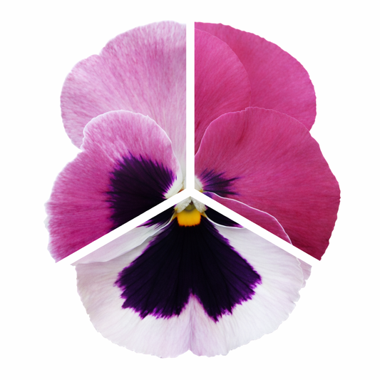 Viola x wittrockiana Inspire® DeluXXe Pink Surprise  | Extra Large, Spring & Autumn Pansy therapyofflowers.com