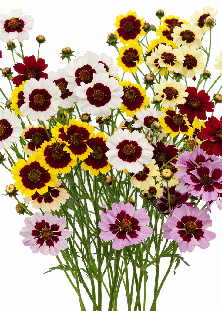 Coreopsis x hybrida Incredible! Tall Mix | Tickseed therapyofflowers.com