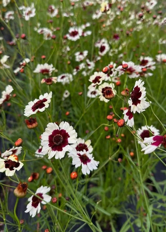 Coreopsis x hybrida Incredible! Swirl | Tickseed therapyofflowers.com