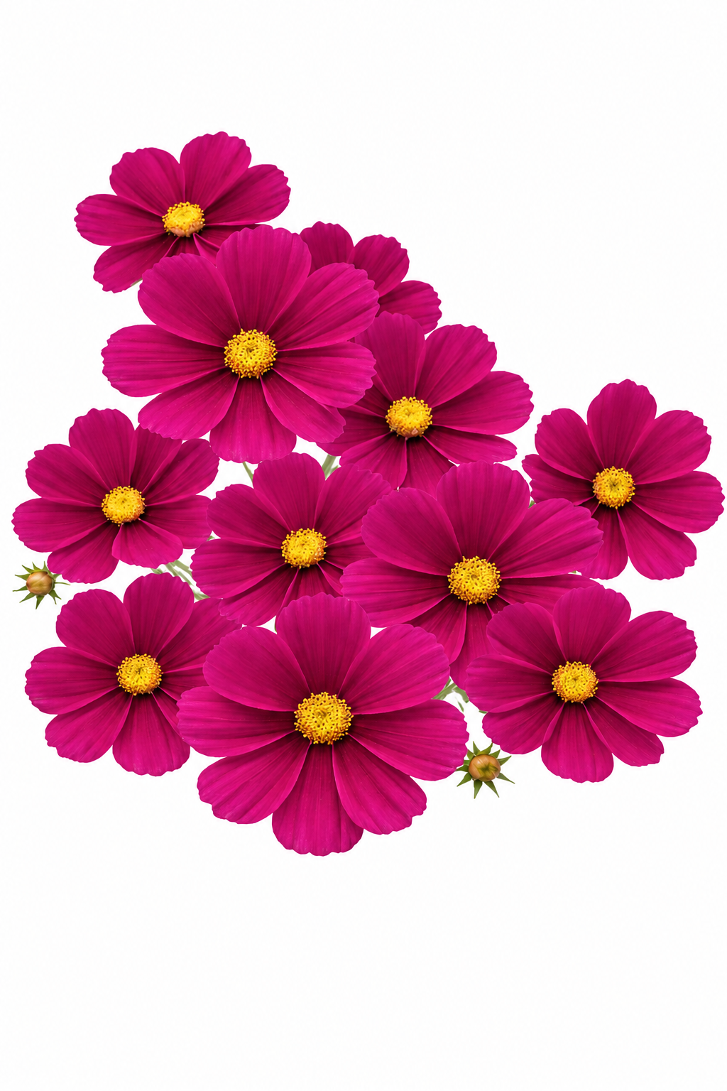 Kosmeja Sonata™ Carmine | Cosmos bipinnatus | Kompakta kosmeja podiem