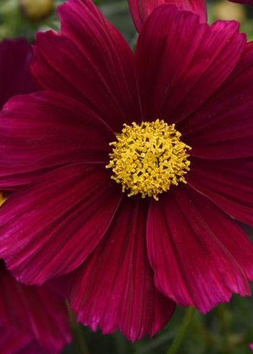 Cosmos bipinnatus Sonata™ Purple Shade | Compact Pot Flower therapyofflowers.com