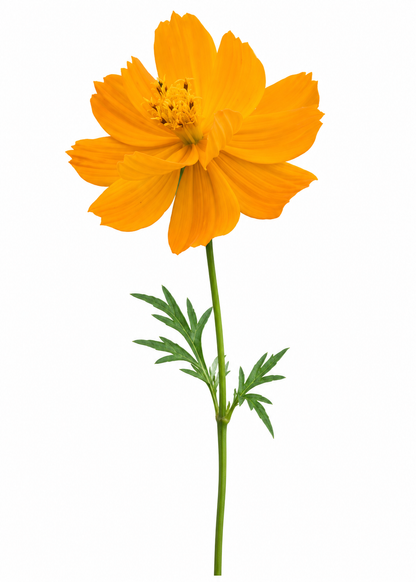 Kosmos siarkowy Cosmic Orange | Cosmos sulphureus 
