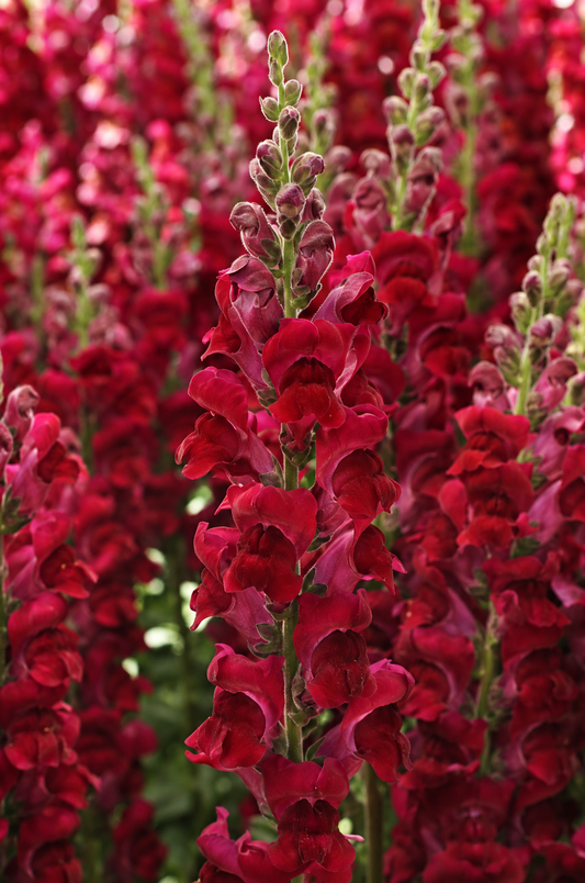 Antirrhinum majus Potomac™ Crimson F1 | Group 3,4 | Snapdragon