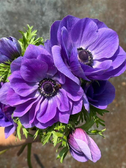Anemone Mistral Plus® BLU | Italian Anemone | Corm size: 4/5 therapyofflowers.com