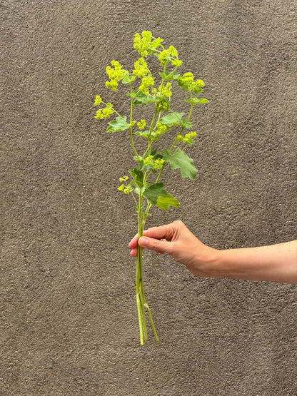 Alchemilla mollis Thriller® | Lady's-mantle therapyofflowers.com