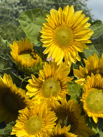 Sunflower ProCut® Lemon Lite F1 | Helianthus annuus | New! therapyofflowers.com