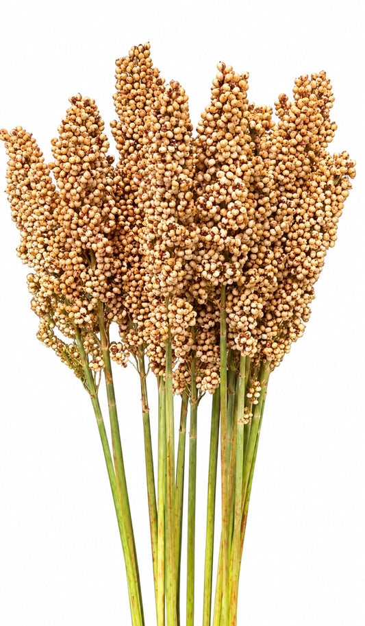 Sorghum nigricans Milaan White | Great Millet