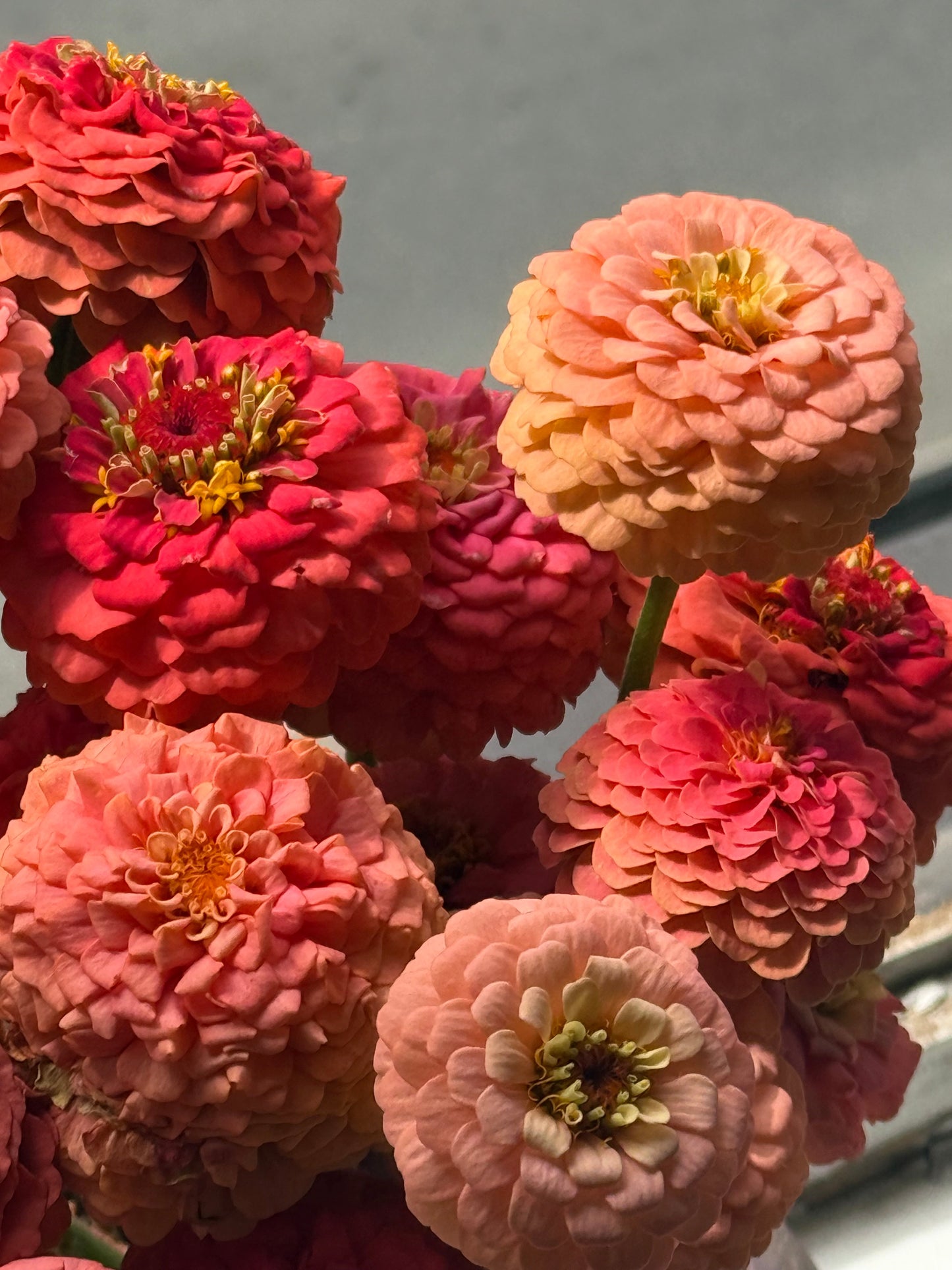 Zinnia elegans OKLAHOMA Salmon | Cut Flower Zinnia therapyofflowers.com