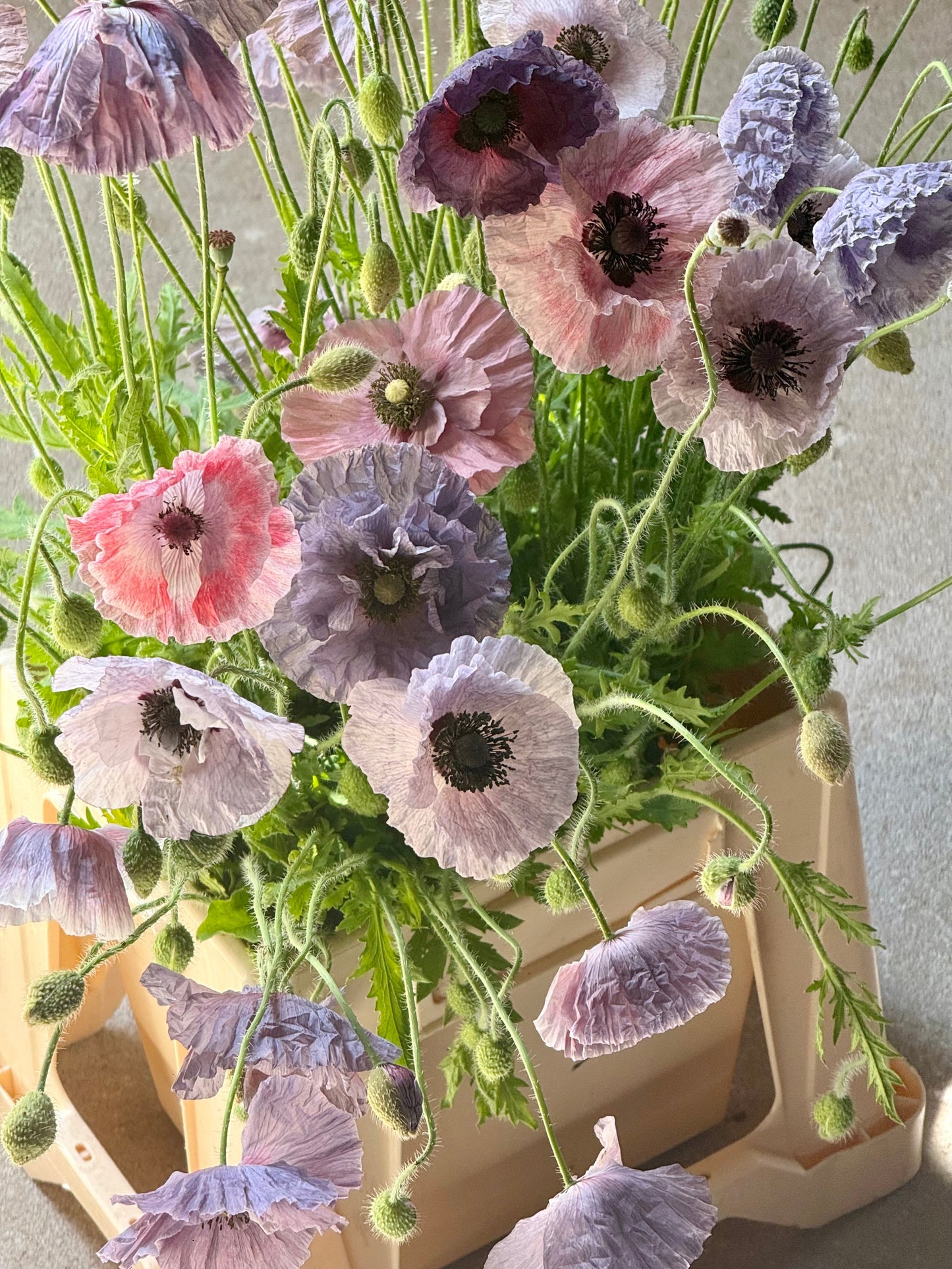 Papaver rhoeas Amazing Grey | Corn Poppy therapyofflowers.com