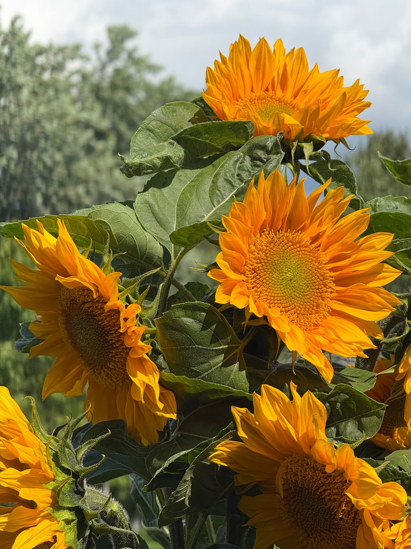 Sunflower ProCut® Gold Lite DMR F1 | Helianthus annuus therapyofflowers.com