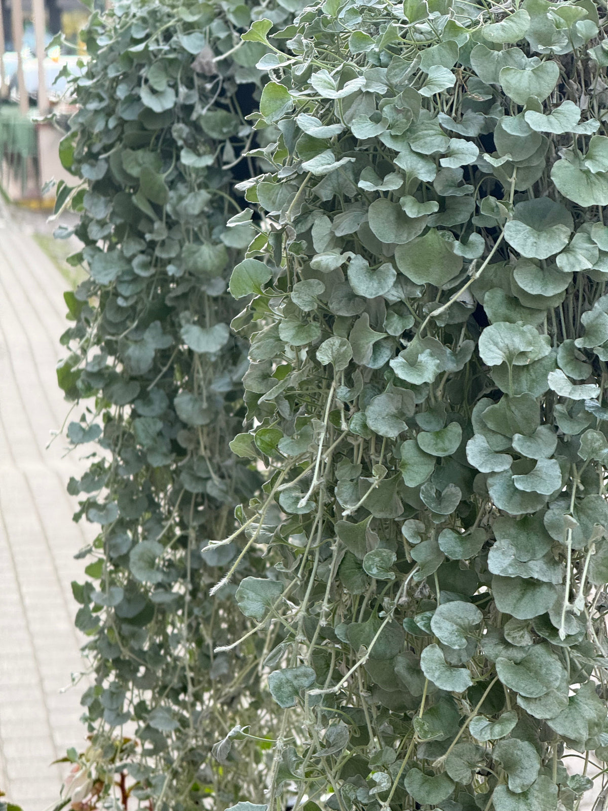 Dichondra argentea Silver Surfer™ | Silver ponysfoot therapyofflowers.com