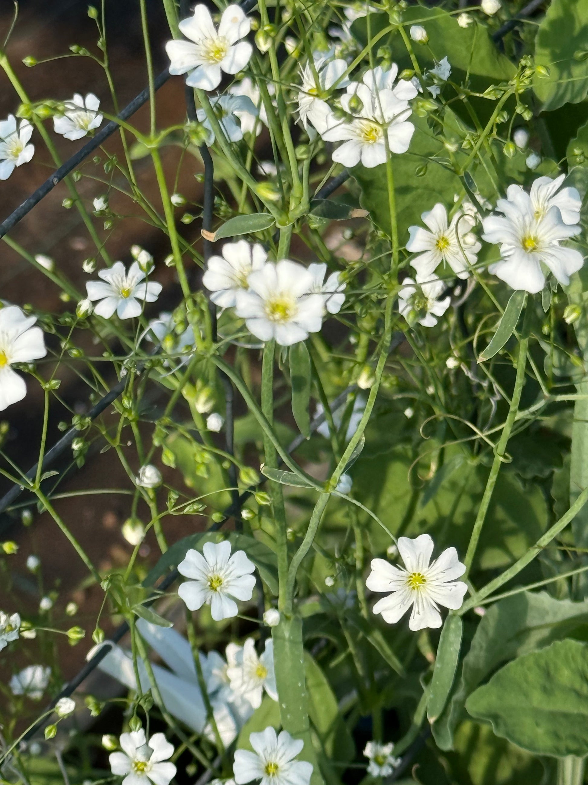 Gypsophila elegans Covent Garden | Annual Baby’s Breath therapyofflowers.com