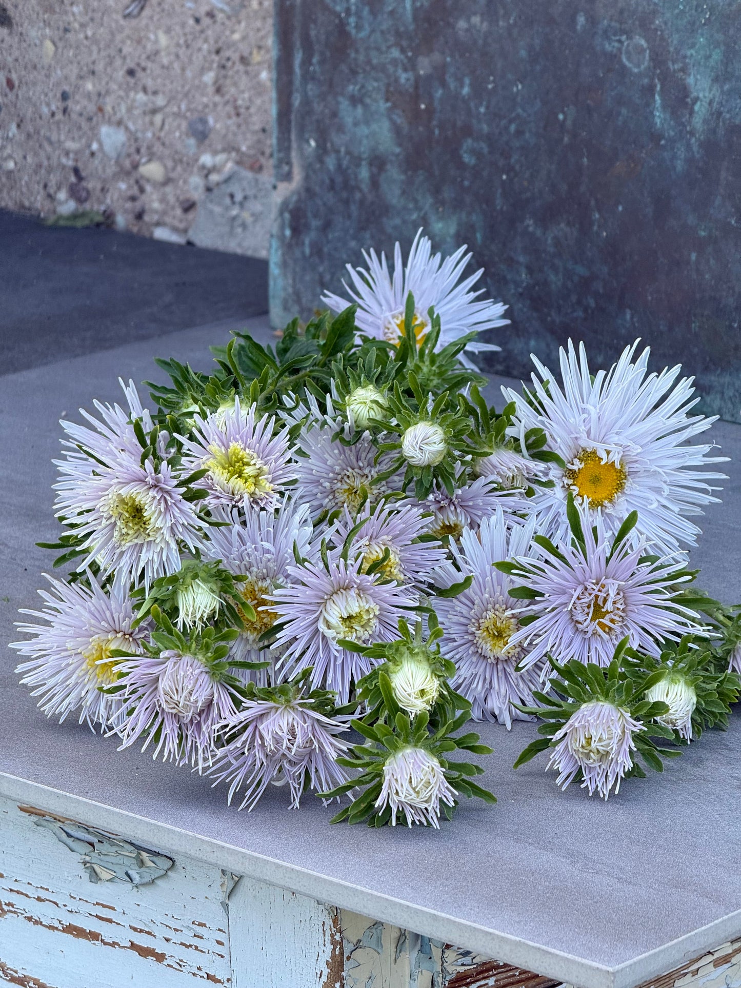 China Aster Sea Starlet Lavender | Callistephus chinensis therapyofflowers.com