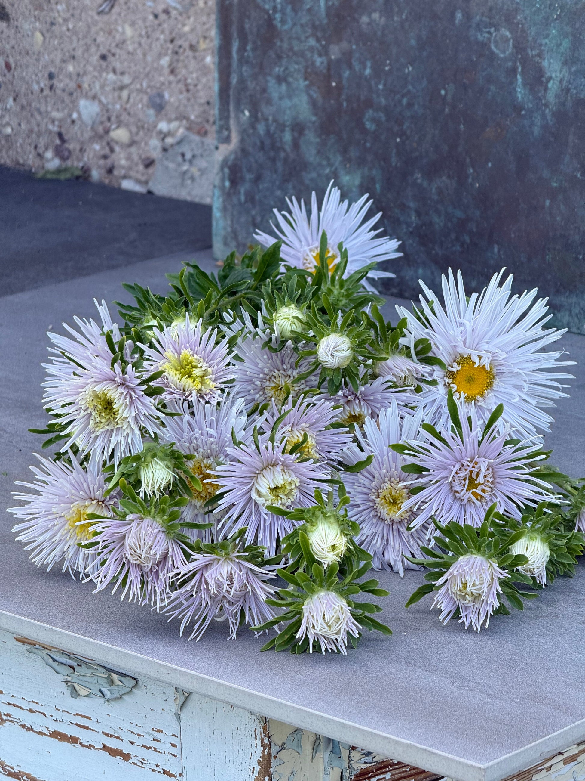 China Aster Sea Starlet Lavender | Callistephus chinensis therapyofflowers.com