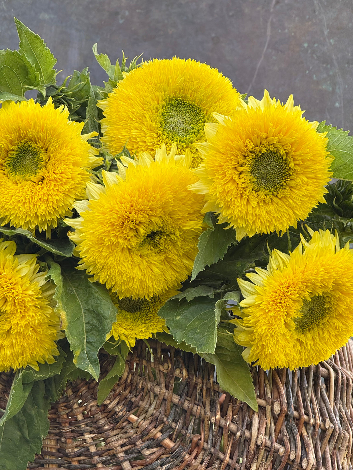 Sunflower Gummy Bear | Helianthus annuus | Short-stemmed cut flower | H 45-70 cm therapyofflowers.com