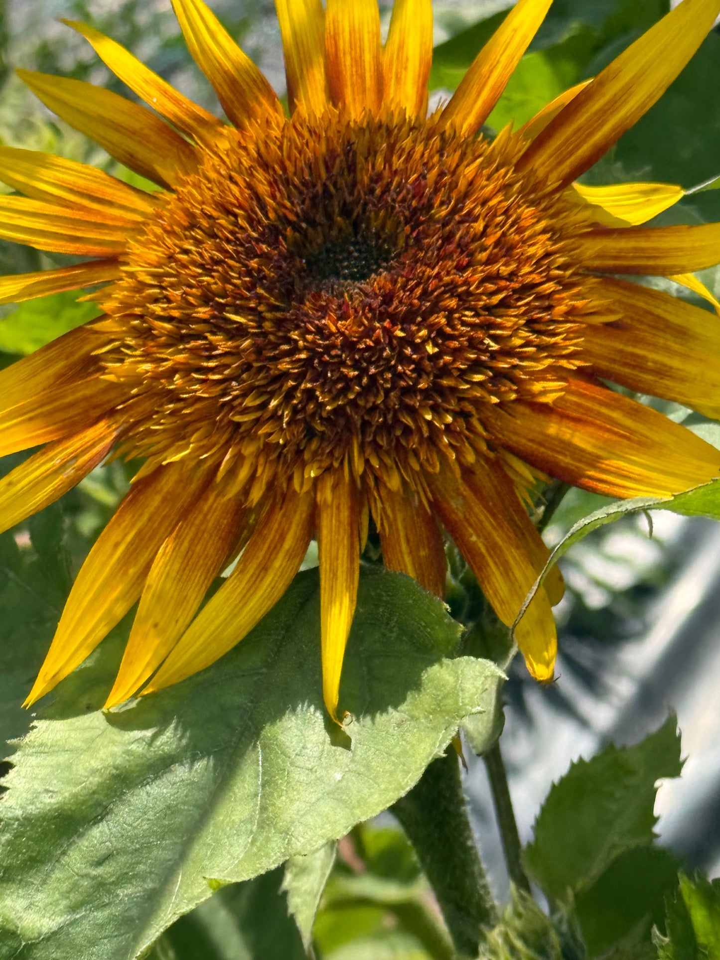 Sunflower Astra Yellow Brown F1 | Helianthus annuus | Multiple blooms on a single stem therapyofflowers.com