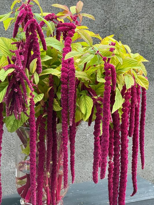 Amaranthus caudatus ‘Red’ | Love-Lies-Bleeding | Hanging Amaranth | Cut Flower Variety therapyofflowers.com