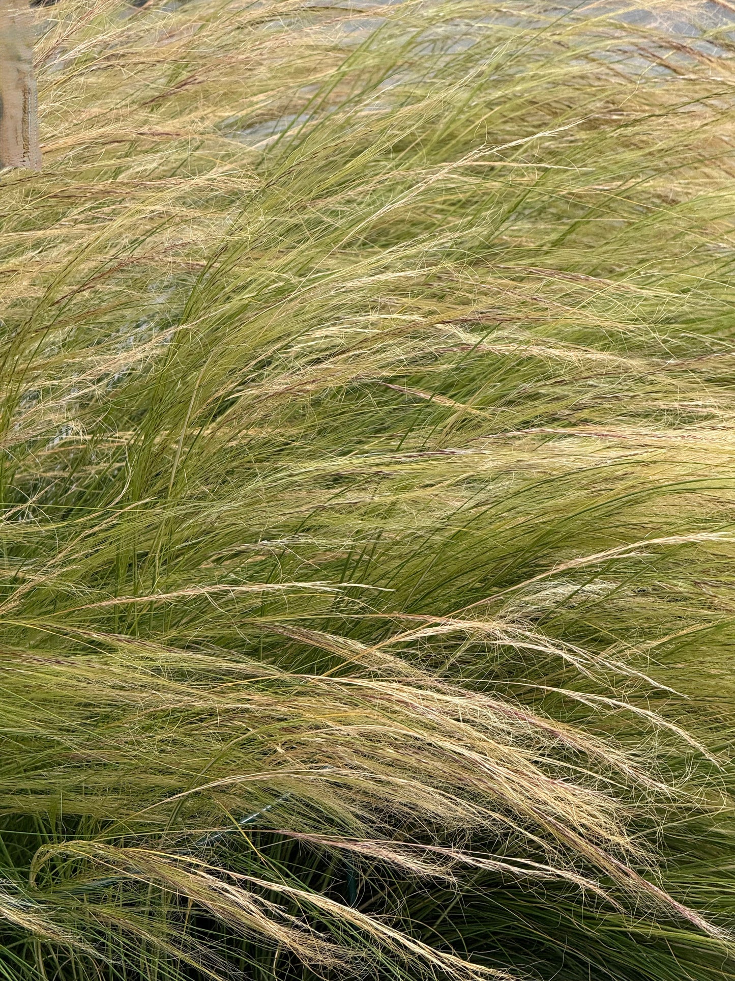Nassella tenuissima Pony Tails | Mexican feathergrass therapyofflowers.com