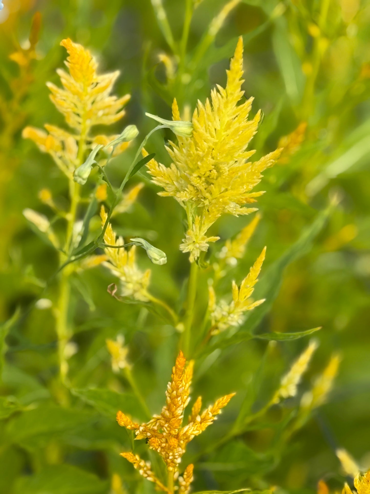 Celosia argentea var. plumosa Golden Plume | Feather Celosia | Tall therapyofflowers.com