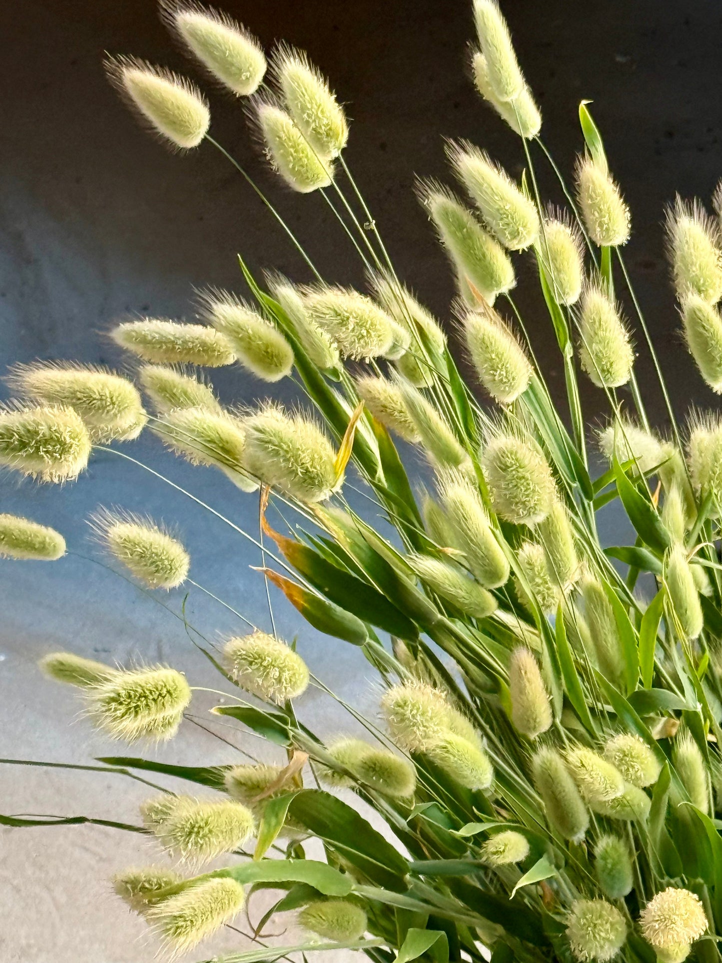 Lagurus ovatus Bunny |  Bunny Tail Grass therapyofflowers.com
