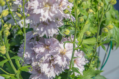 Delphinium elatum Magic Fountains Cherry Blossom White Bee | Delphinium | Excellent as Cut Flower therapyofflowers.com