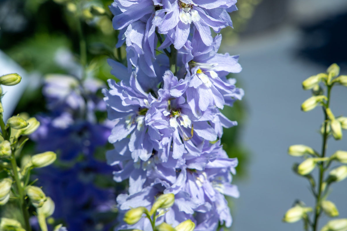 Delphinium elatum Magic Fountains Lavender White Bee | Cut Flower therapyofflowers.com