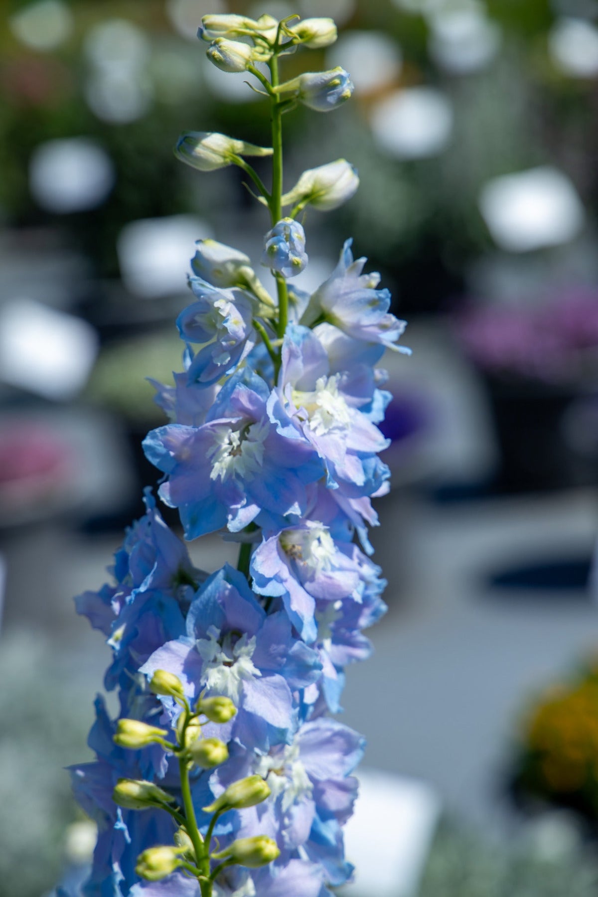 Delphinium elatum Magic Fountains Sky Blue White Bee | Delphinium therapyofflowers.com