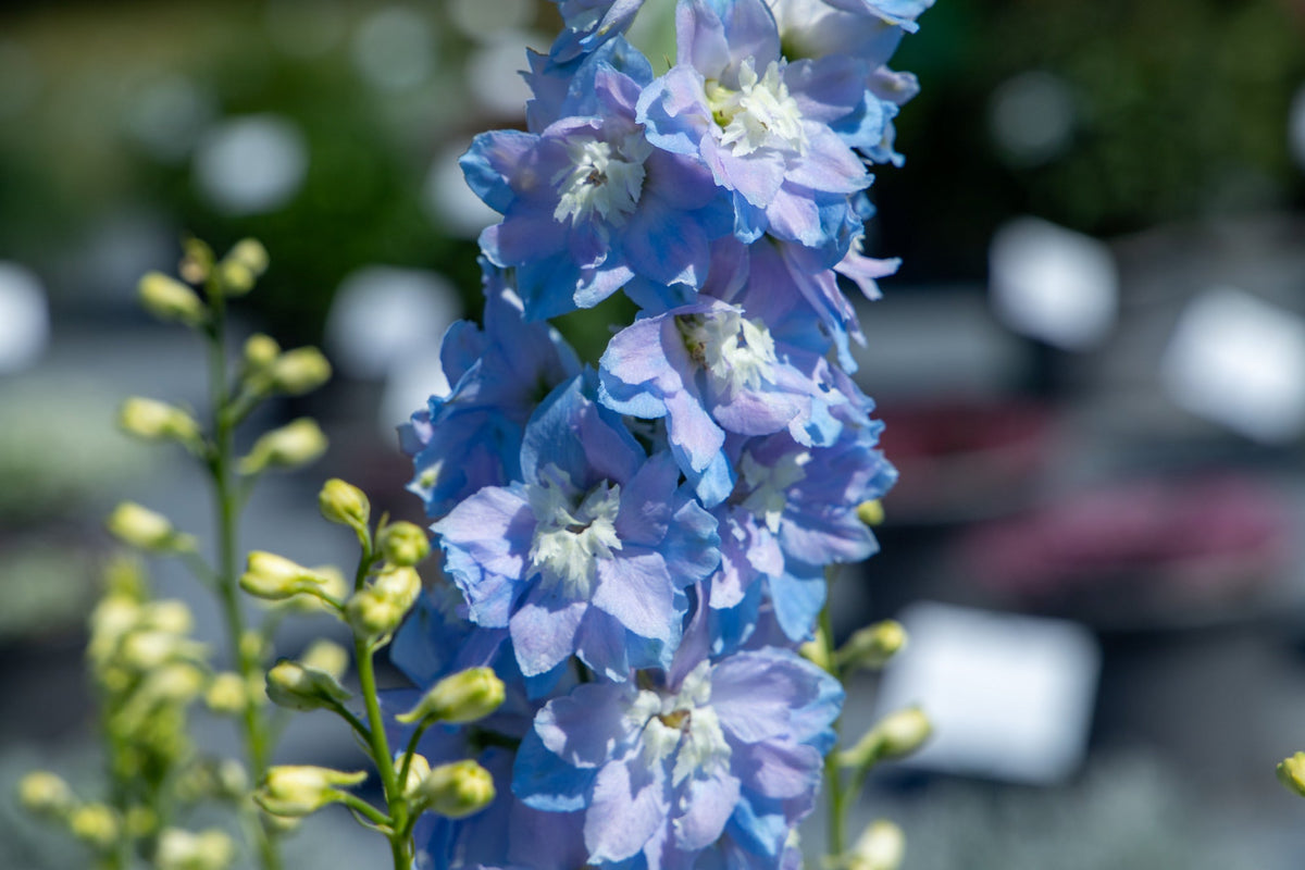 Delphinium elatum Magic Fountains Sky Blue White Bee | Delphinium therapyofflowers.com