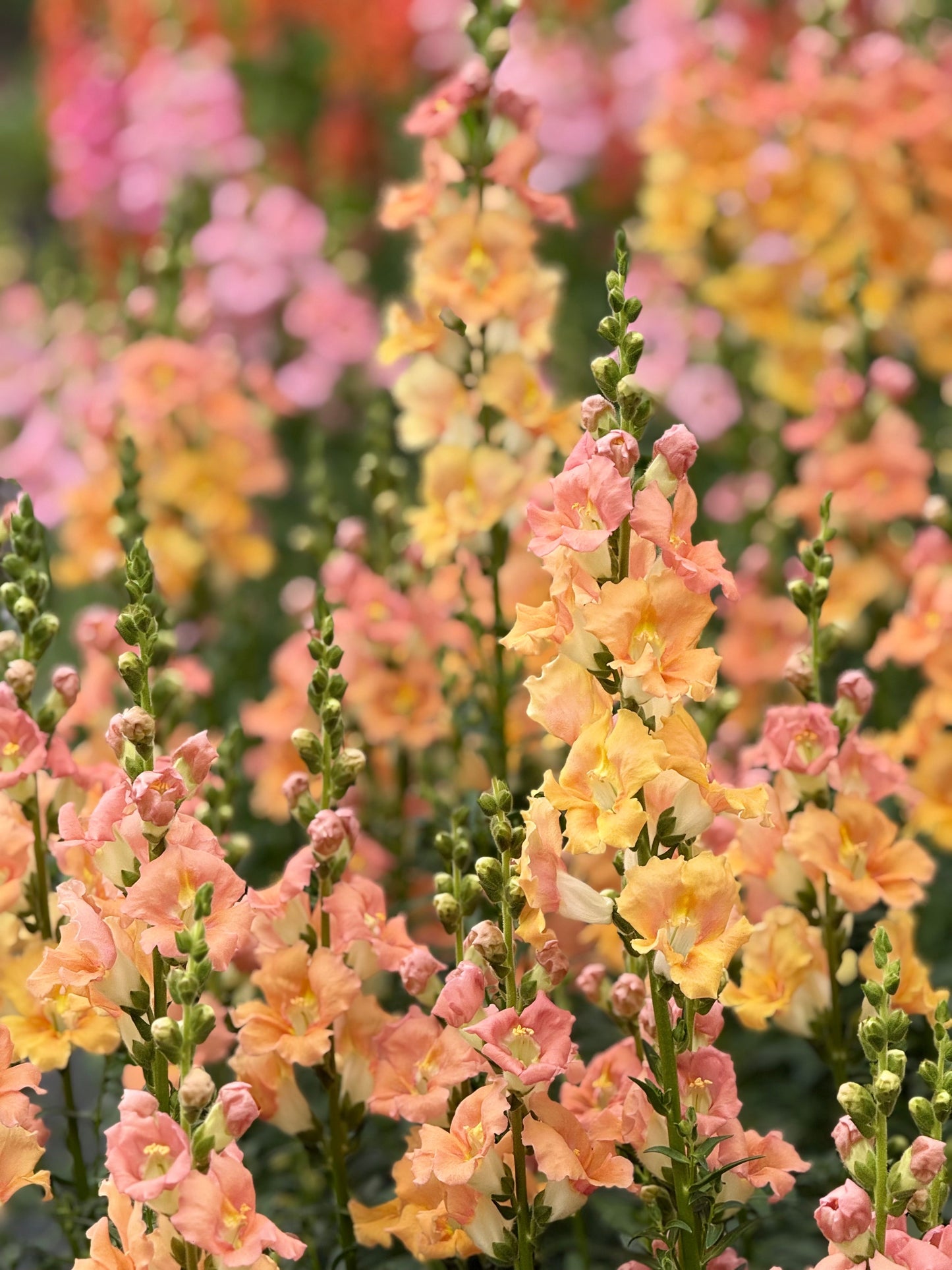 Snapdragon ‘Chantilly™ Salmon’ F1 | Group 1, 2 | Antirrhinum majus | Butterfly-Type therapyofflowers.com
