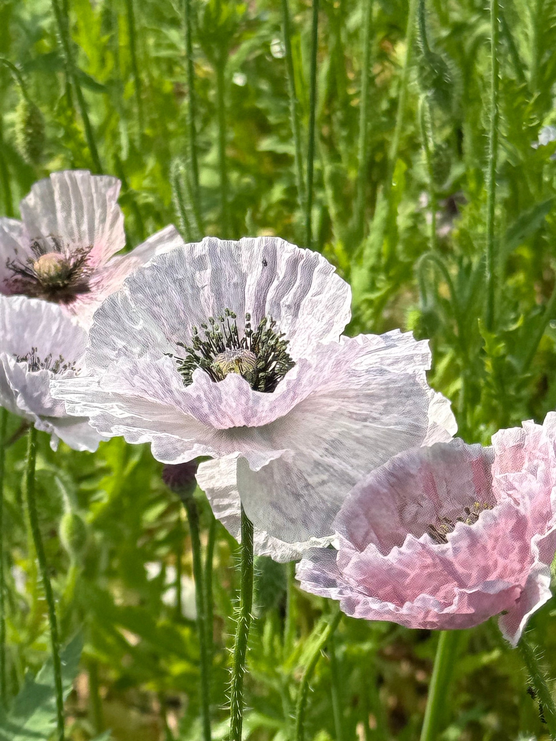 Papaver rhoeas Amazing Grey | Corn Poppy therapyofflowers.com