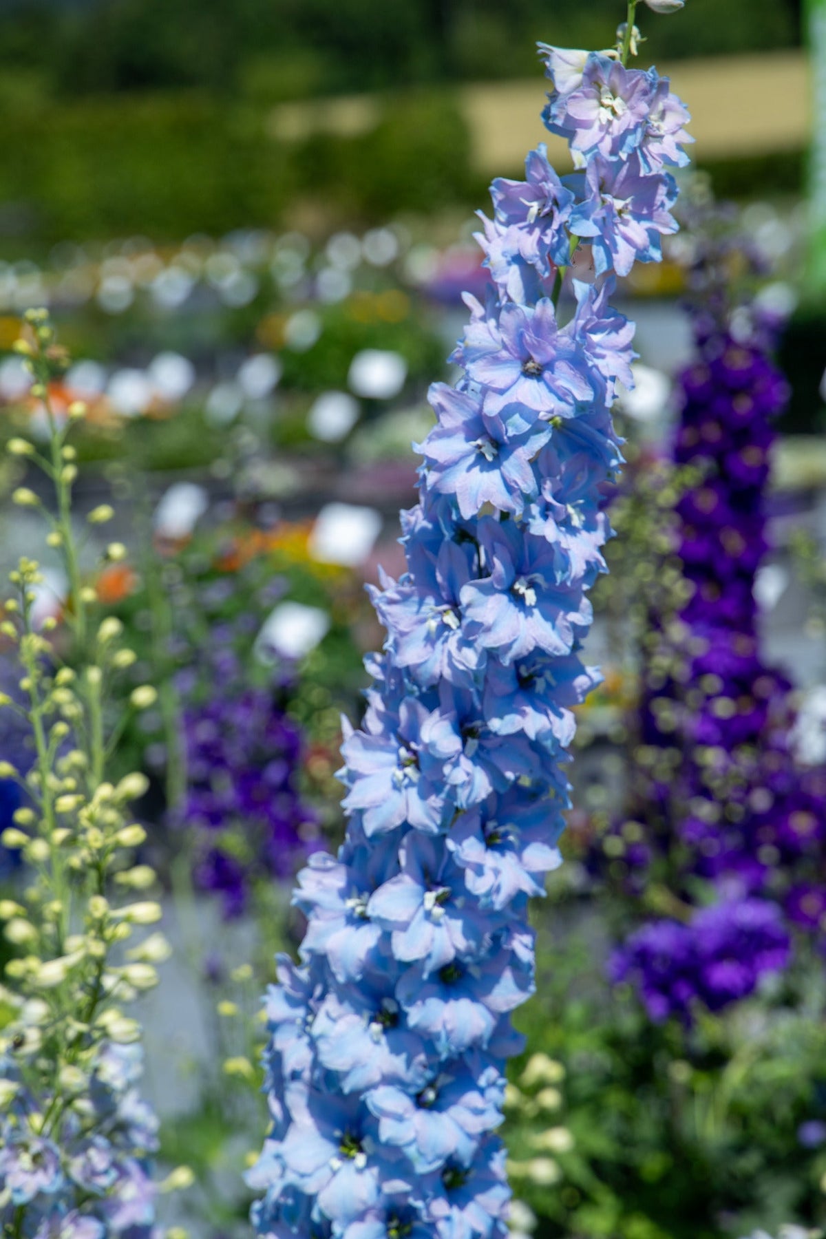 Delphinium Benary's Pacific Cameliard | Delphinium hybrida | Cut Flower therapyofflowers.com