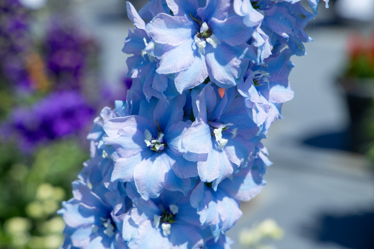 Delphinium Benary's Pacific Cameliard | Delphinium hybrida | Cut Flower therapyofflowers.com