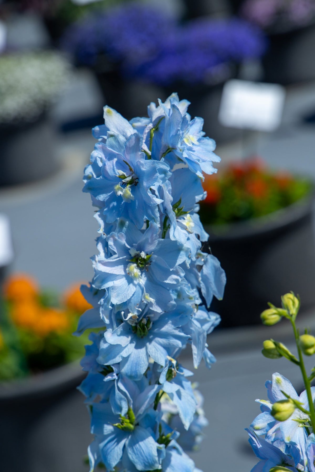 Delphinium hybrida Benary's Pacific Summer Skies | Candle Delphinium therapyofflowers.com