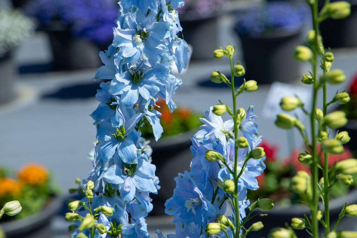 Delphinium hybrida Benary's Pacific Summer Skies | Candle Delphinium therapyofflowers.com