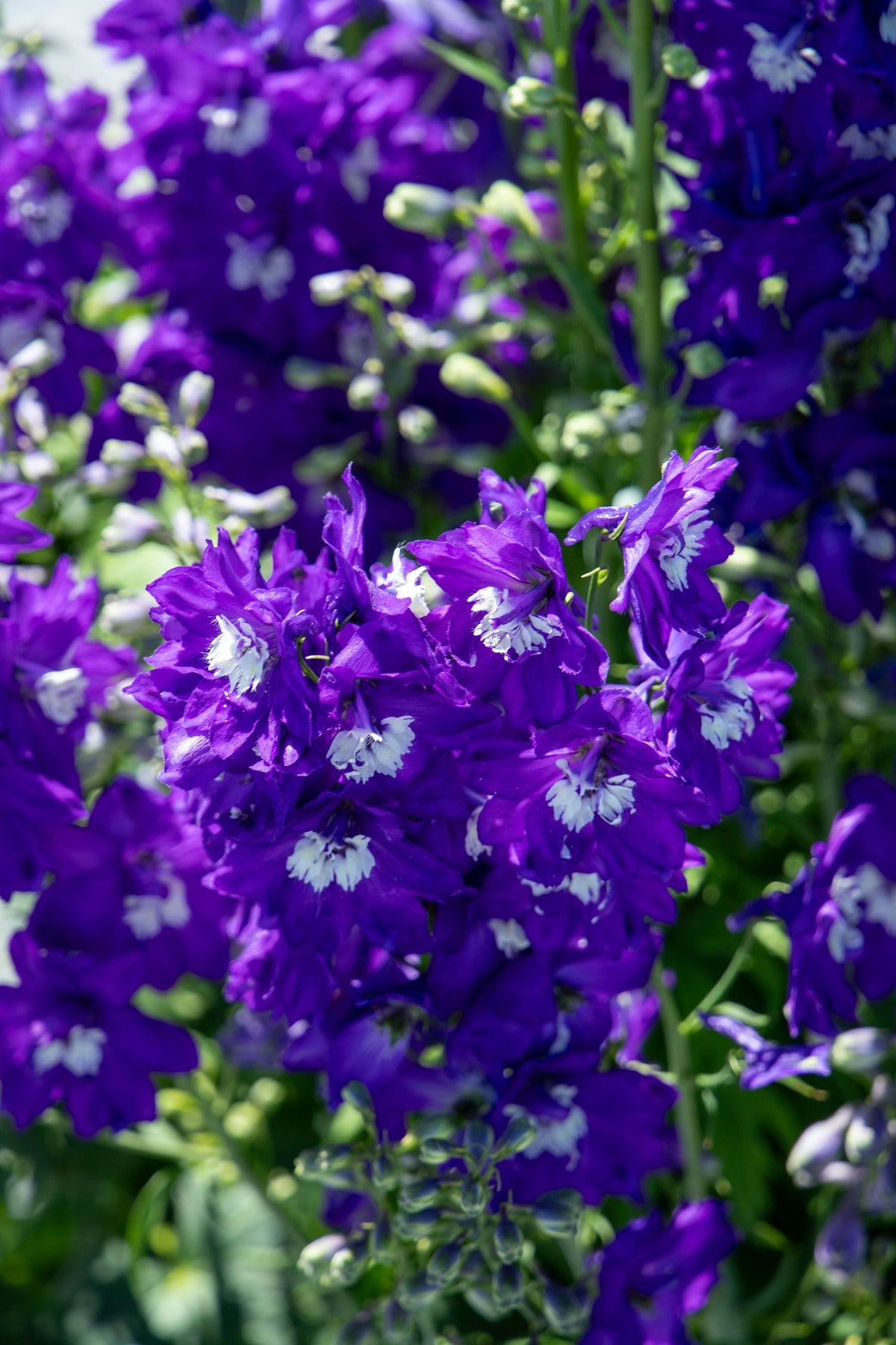 Delphinium Benary's Pacific King Arthur | Delphinium hybrida | Cut Flower therapyofflowers.com
