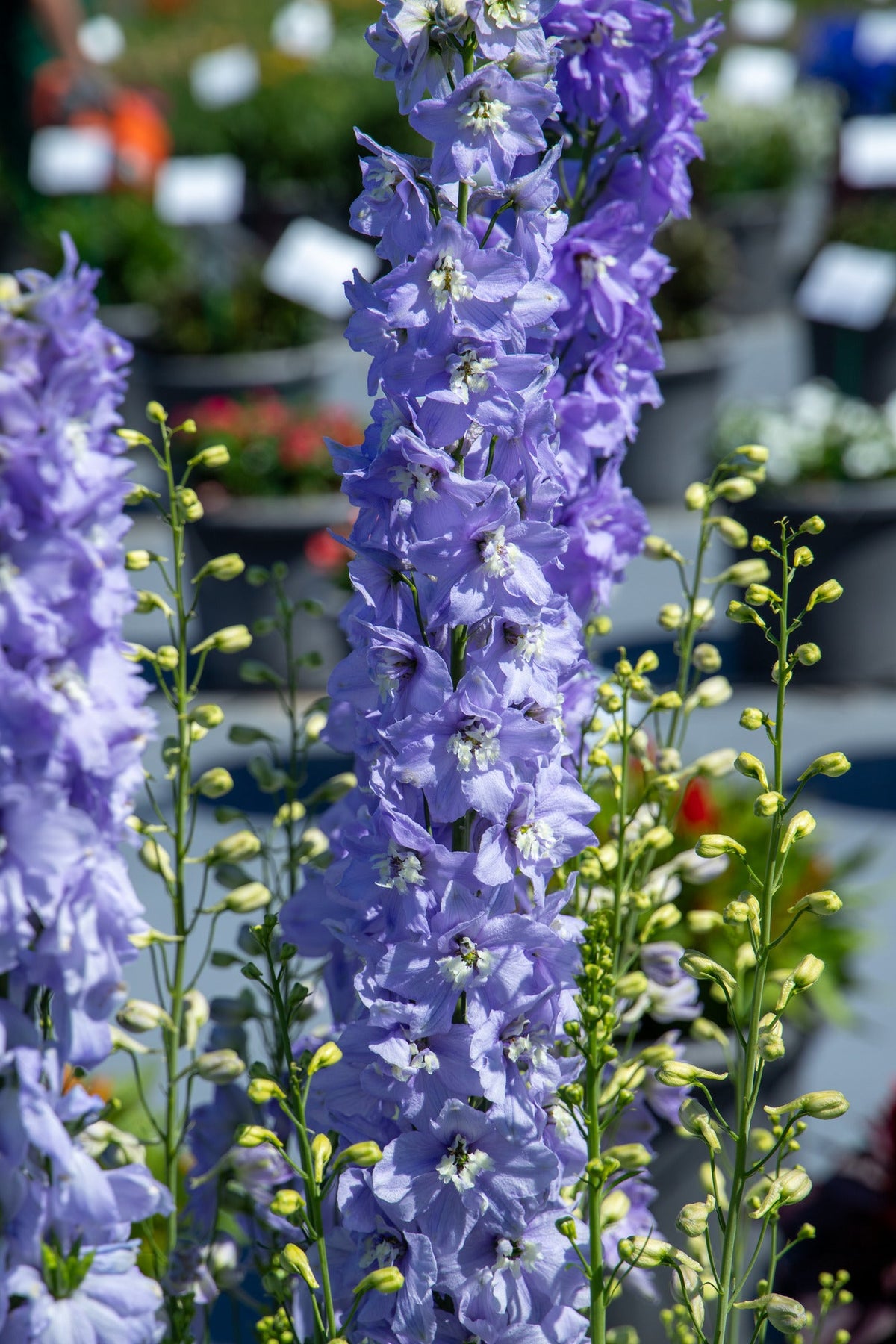 Delphinium hybrida Benary's Pacific Guinevere | Delphinium hybrida | Cut Flower therapyofflowers.com