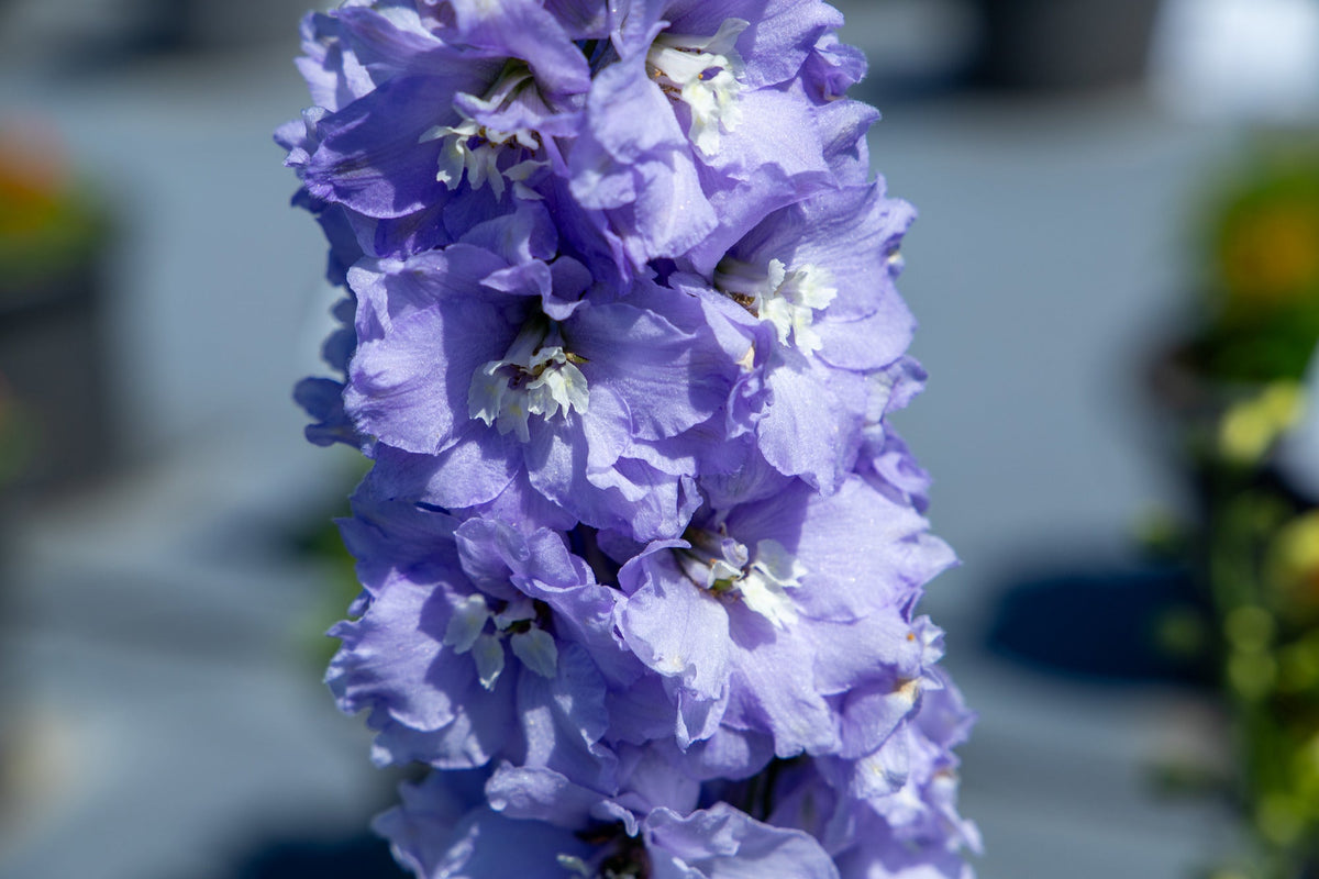 Delphinium hybrida Benary's Pacific Guinevere | Delphinium hybrida | Cut Flower therapyofflowers.com