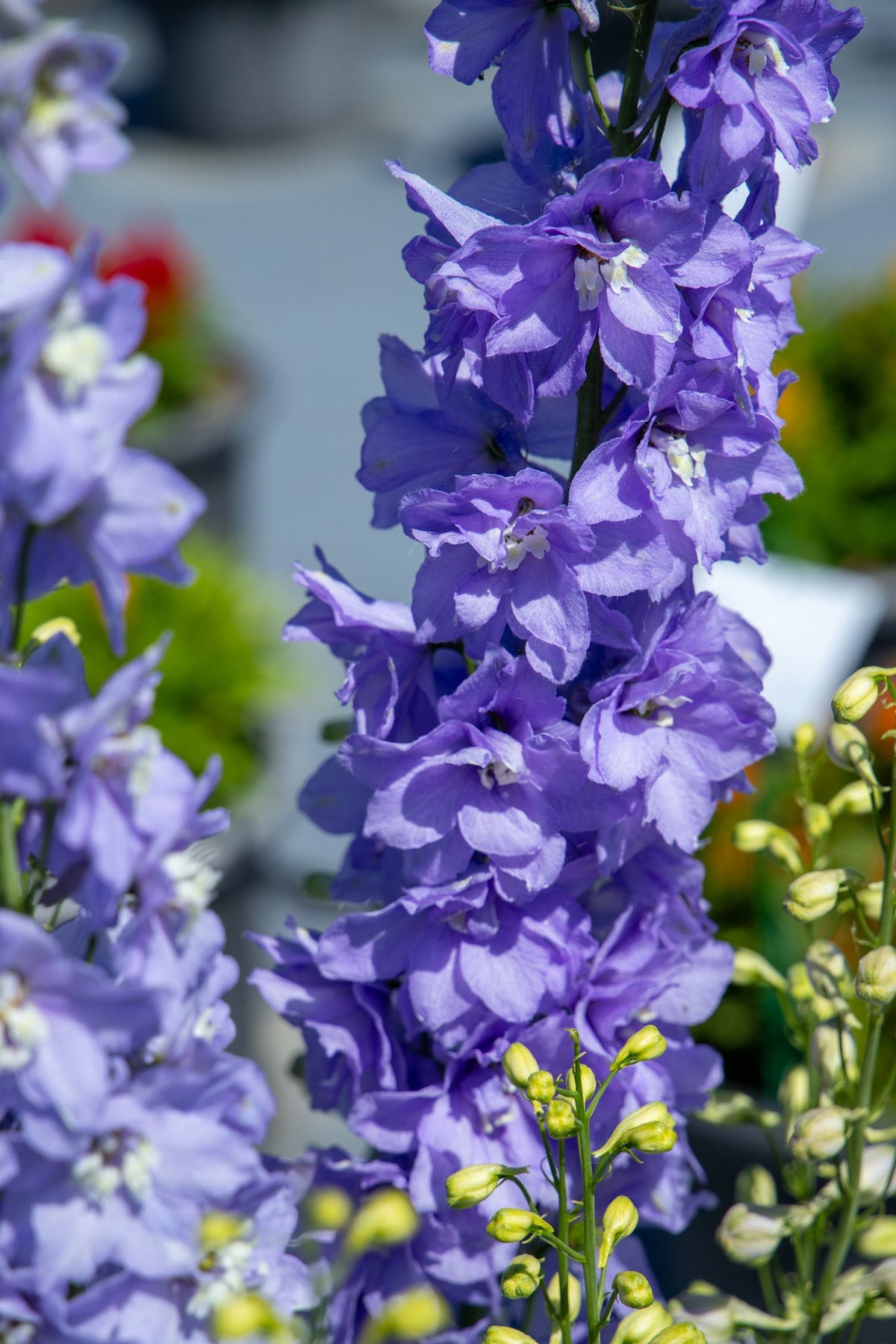 Delphinium hybrida Benary's Pacific Guinevere | Delphinium hybrida | Cut Flower therapyofflowers.com