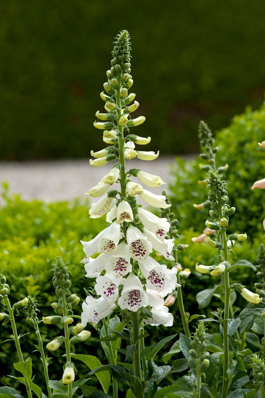 Digitale pourpre Dalmatian White F1 | Digitalis purpurea