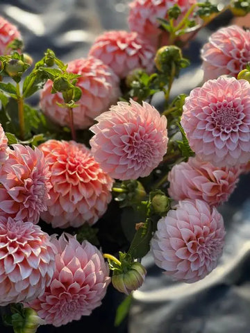 Unlock the Blooming Beauty of Peach Fuzz: Pantone Color of the Year 2024