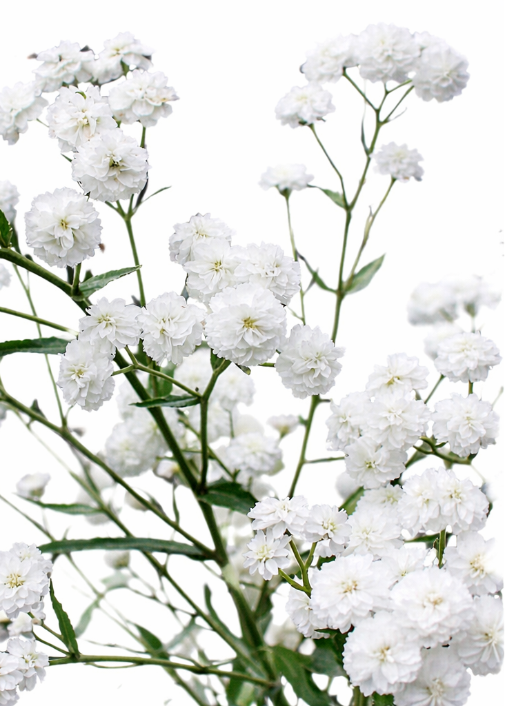 Achillea ptarmica Marshmallow | Sneezewort | Pelleted therapyofflowers.com