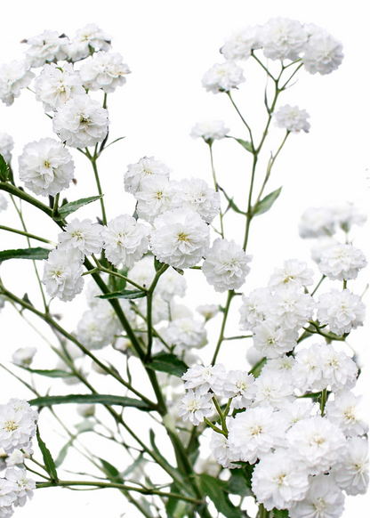Achillea ptarmica Marshmallow | Sneezewort | Pelleted therapyofflowers.com