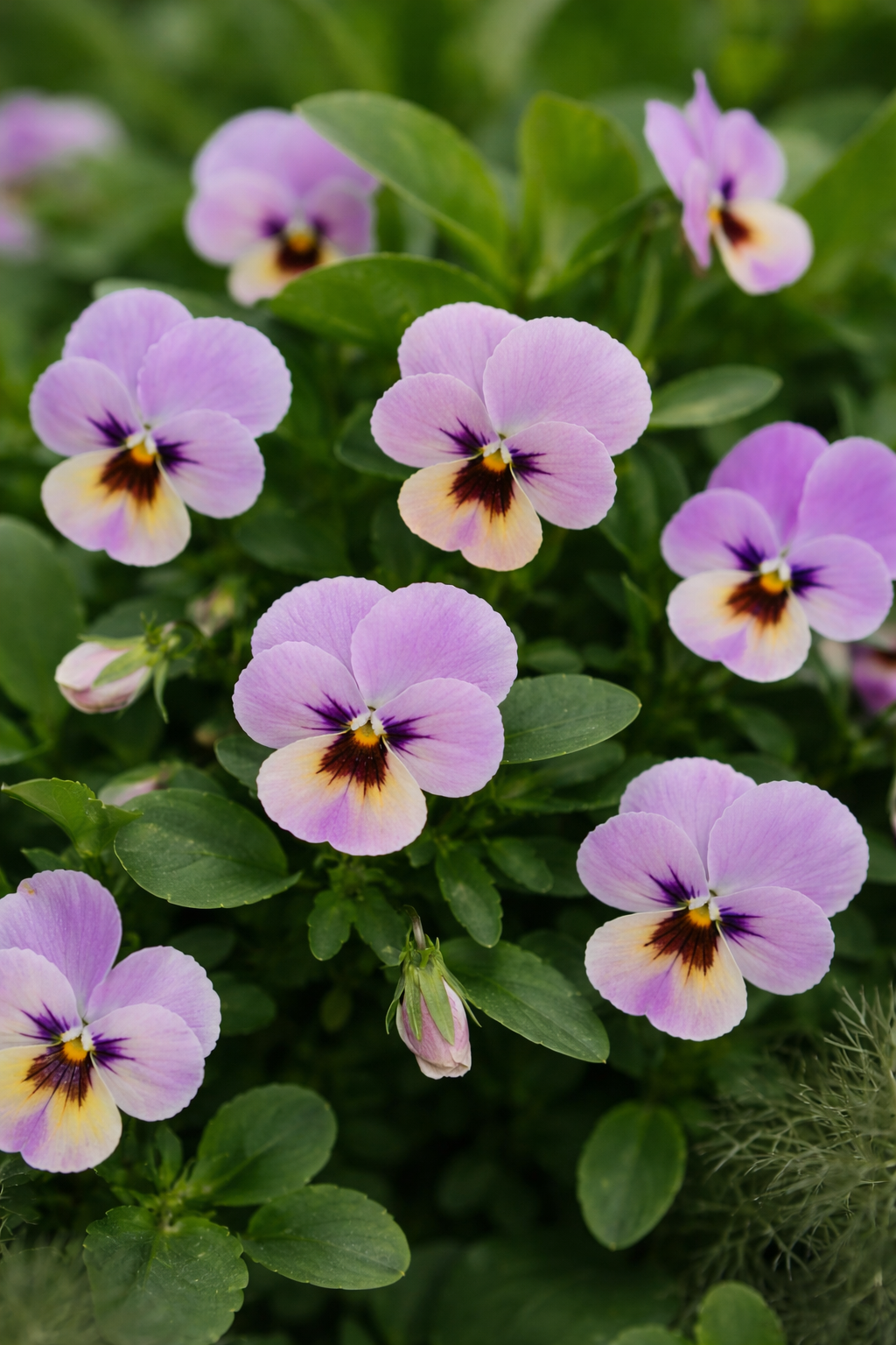 Viola x wittrockiana Caramel Pastel Lilac F1 | Pansy therapyofflowers.com