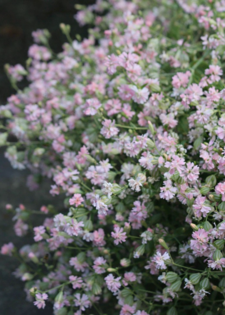 Silene pendula Sibella Pink | Nodding Catchfly therapyofflowers.com