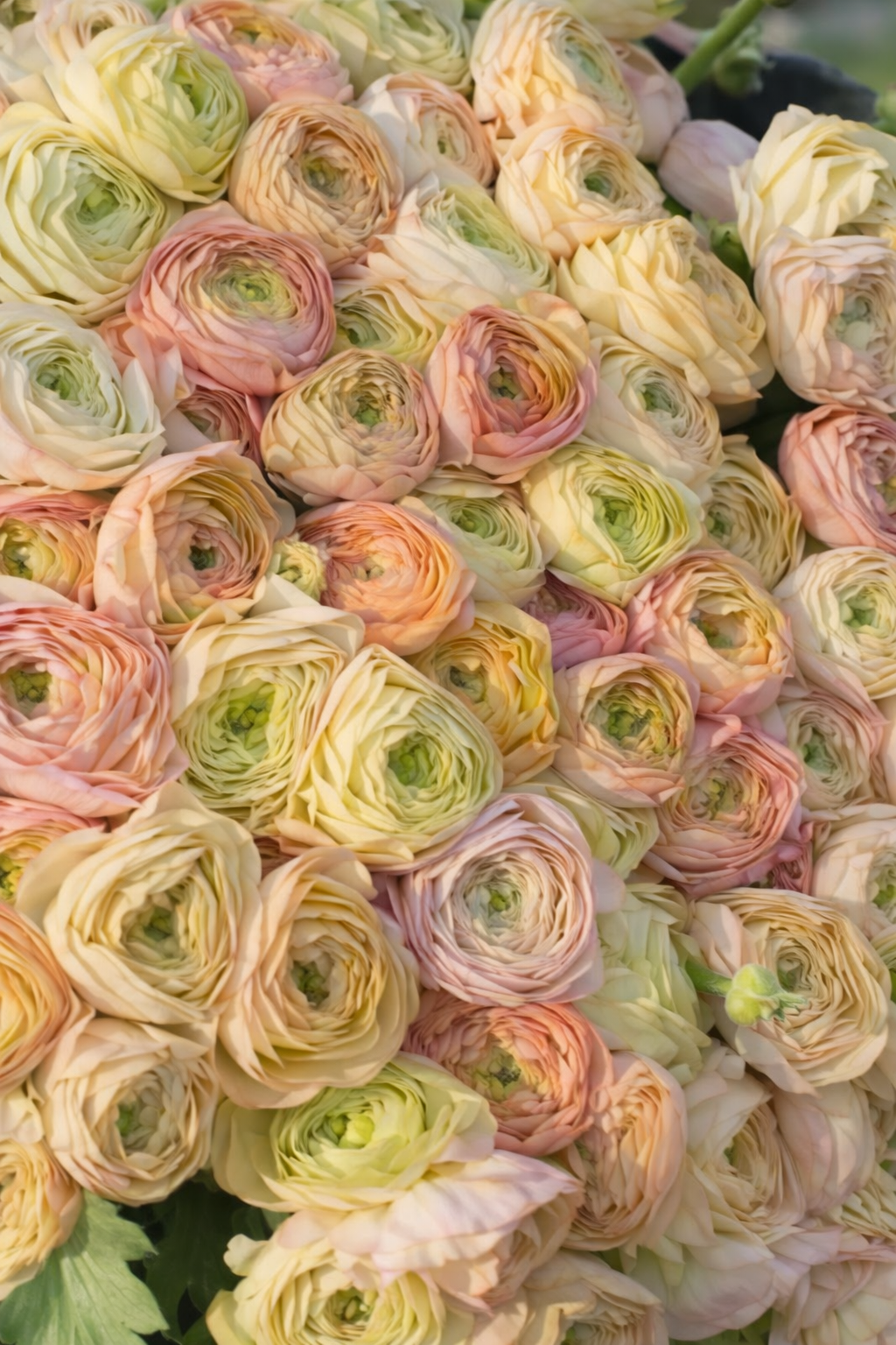 Ranunculus Amandine Wedding Pastels | Ranunculus asiaticus | Persian buttercup therapyofflowers.com