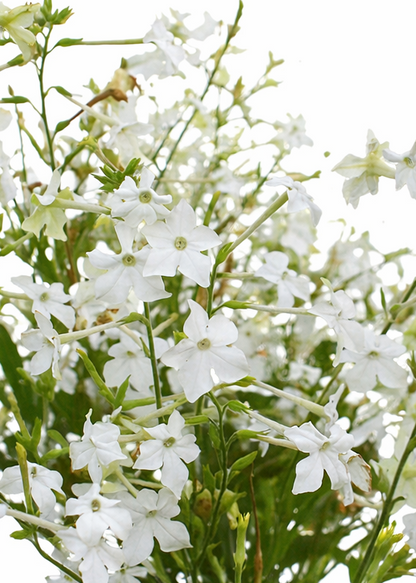 Nicotiana alata Grandiflora | Flowering Tobacco | Very fragrant therapyofflowers.com