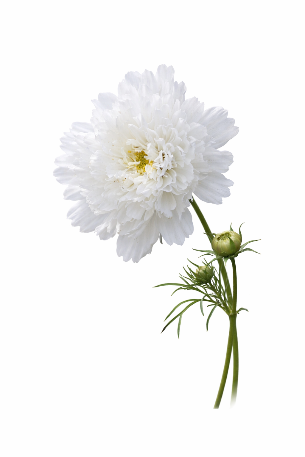Cosmos bipinnatus Double Click SnowPuff | Cut-and-come-again therapyofflowers.com