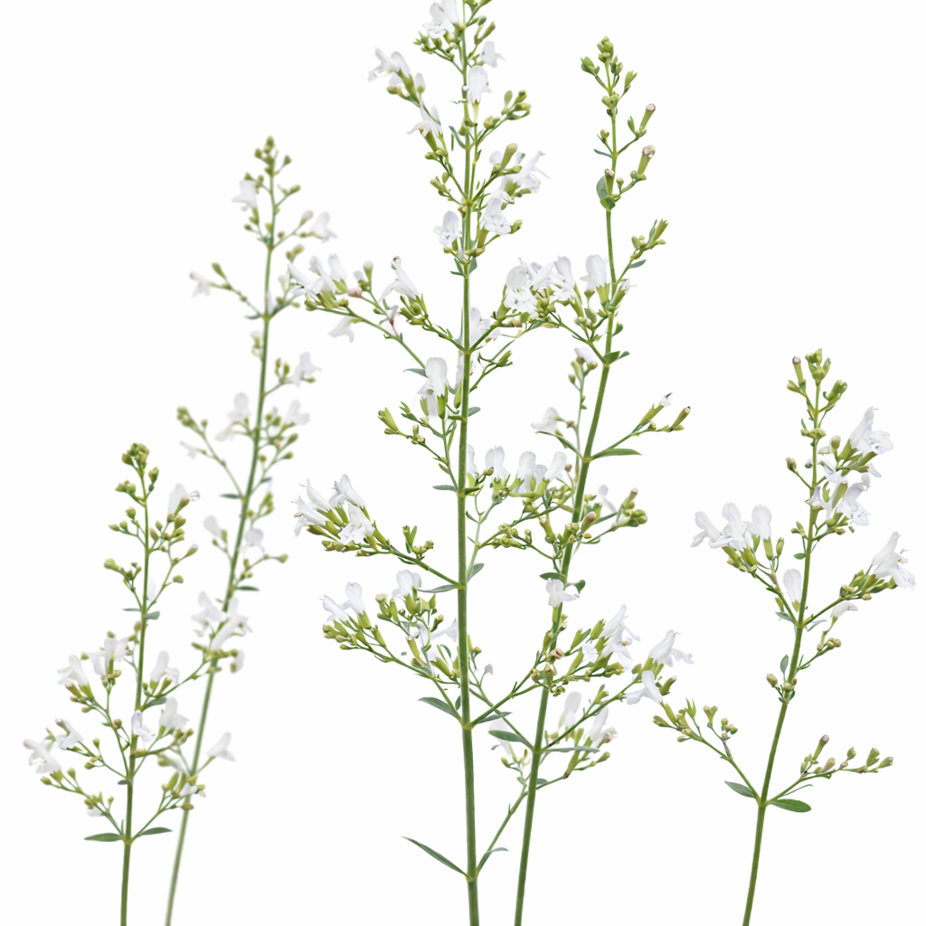 Calamintha nepeta Marvelette White | Lesser Calamint therapyofflowers.com